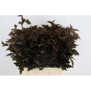Physocarpus opulif. 'Diabolo'