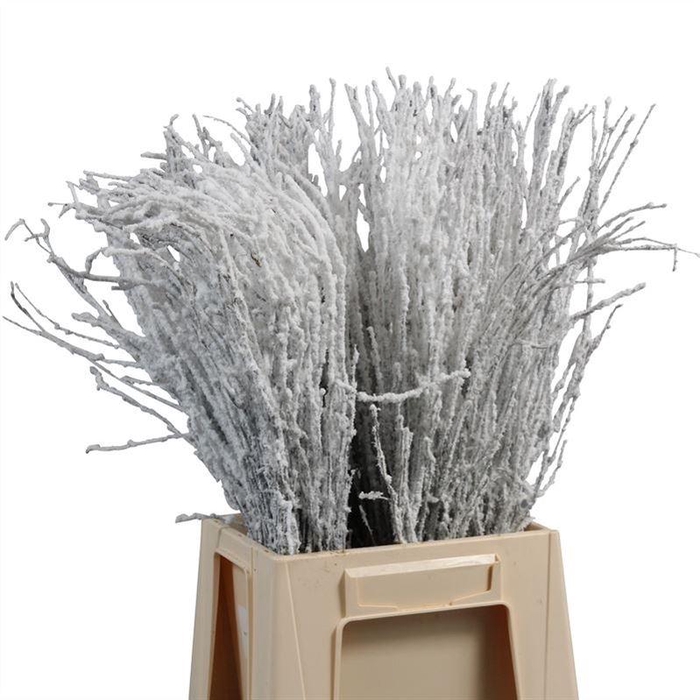 <h4>Berk Sneeuw</h4>