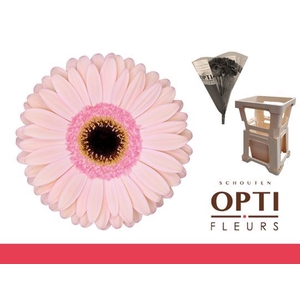 Gerbera Alliance