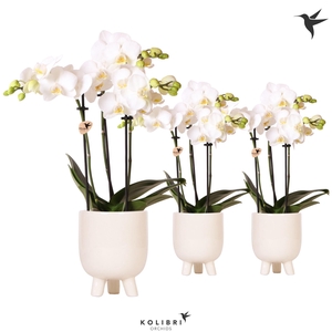 Kolibri Orchids Phalaenopsis white 3 spike in Gummy travertine