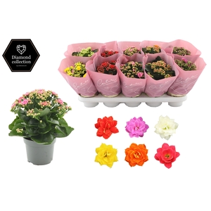 Kalanchoë 12 cm 5 color mix in Couture Diamond Line Pink sleeve
