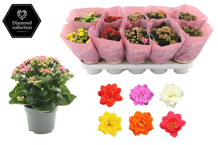 <h4>Kalanchoë 12 cm 5 color mix in Couture Diamond Line Pink sleeve</h4>