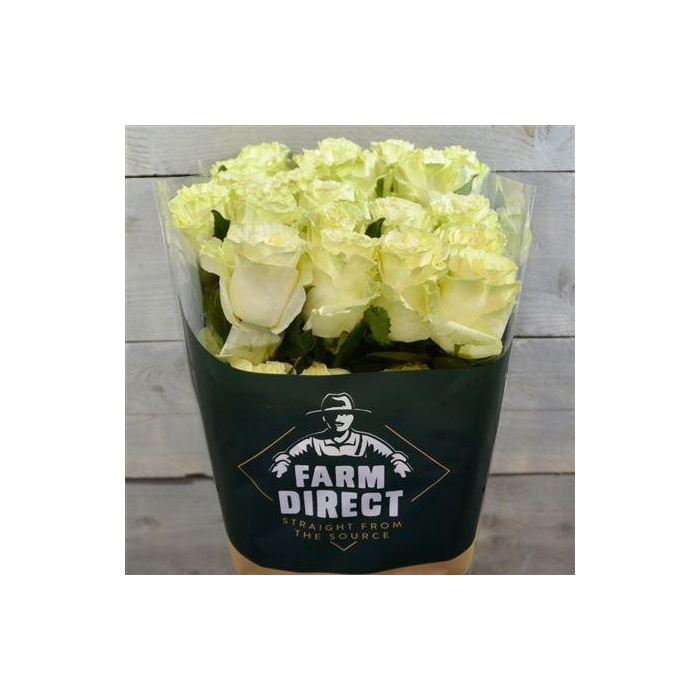 <h4>R Gr Mondial</h4>