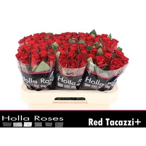 R Gr Red Tacazzi