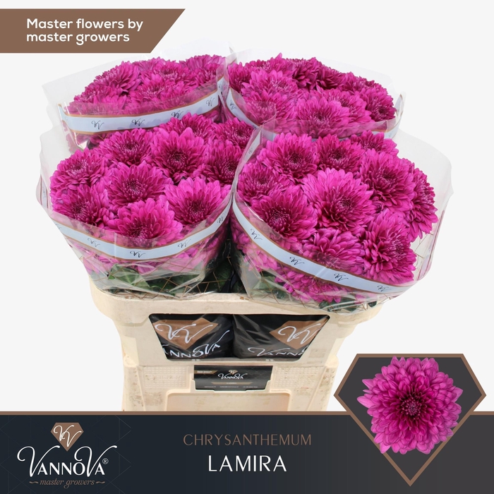 <h4>CHR G LAMIRA</h4>