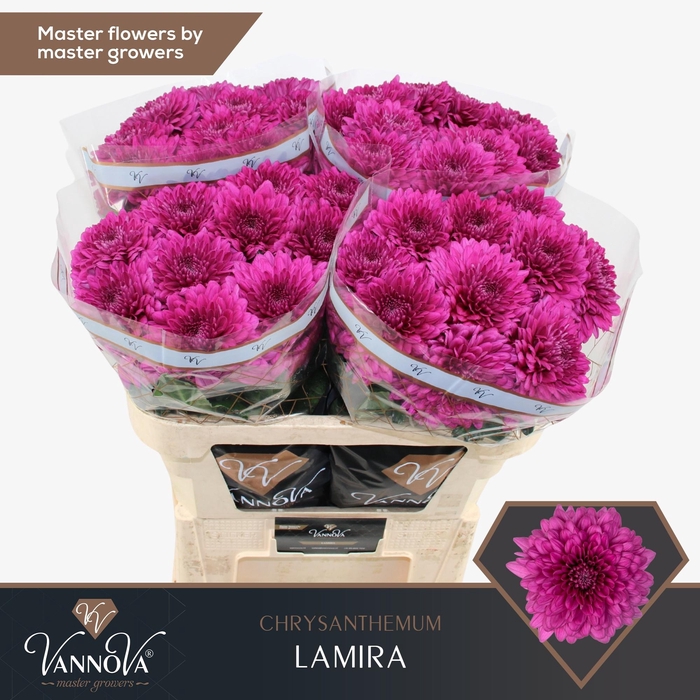 <h4>CHR G LAMIRA</h4>