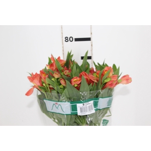 ALSTROEMERIA TROPICANA 080 CM