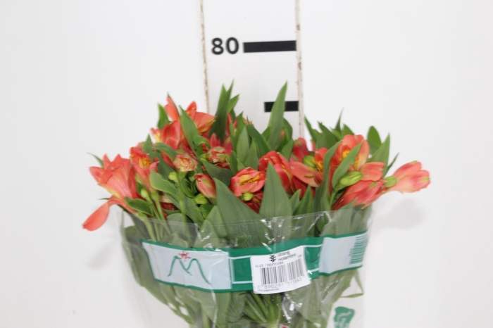 <h4>ALSTROEMERIA TROPICANA 080 CM</h4>