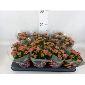 Kalanchoe blos. 'Calandiva Rubio'