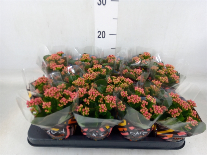 <h4>Kalanchoe blos. 'Calandiva Rubio'</h4>