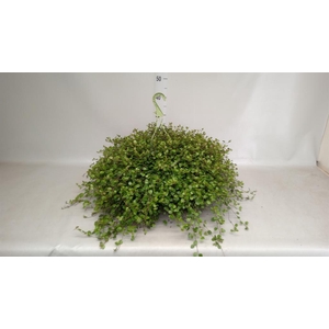 Muehlenbeckia com. 'Mao'ri'