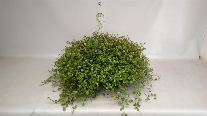 <h4>Muehlenbeckia com. 'Mao'ri'</h4>