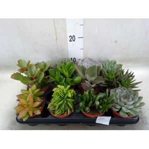 Succulents   ...
