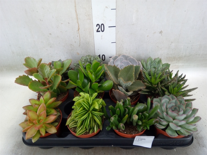 <h4>Succulents   ...</h4>