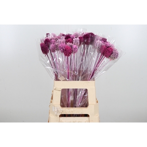 Allium Kl Bh Pink Mix