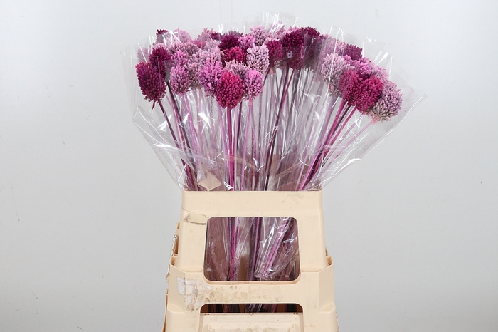 <h4>Allium Kl Bh Pink Mix</h4>