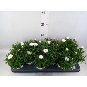 Dianthus  'Oscar White'