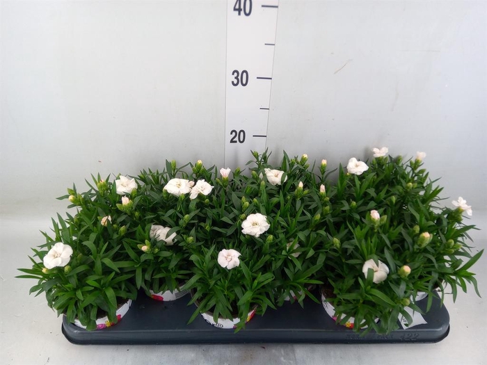 <h4>Dianthus  'Oscar White'</h4>