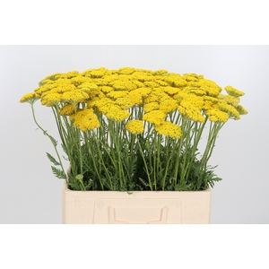 Achillea Overig