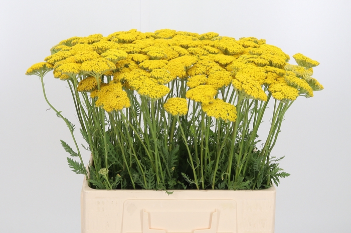 <h4>Achillea Overig</h4>