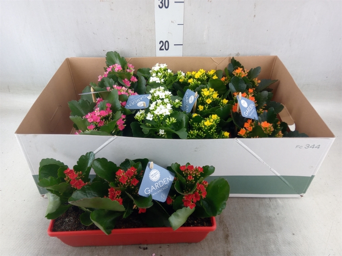 <h4>Kalanchoe blos.   ..EN mix</h4>