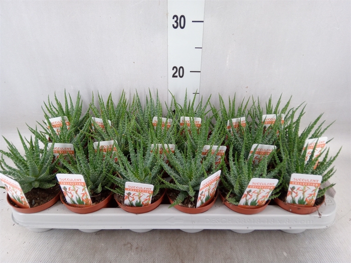 <h4>Aloe humilis</h4>