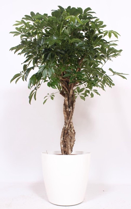 <h4>Schefflera Compacta</h4>