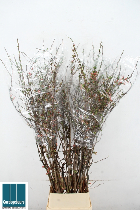 <h4>CHAENOMELES SUPERBA</h4>