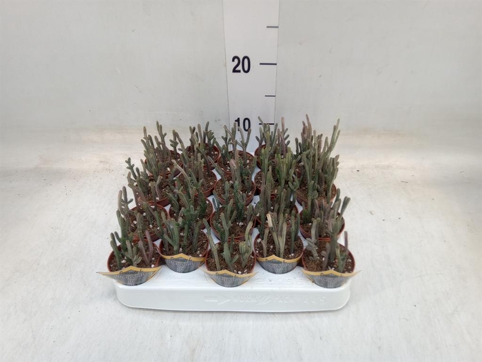 <h4>Crassula   ...</h4>