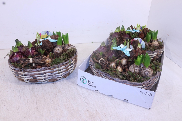 <h4>ARR BOL KNOLGEWAS</h4>