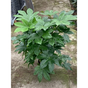 fatsia