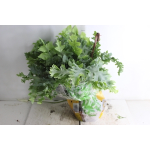 PHLEBODIUM AUREUM DAVANA C21