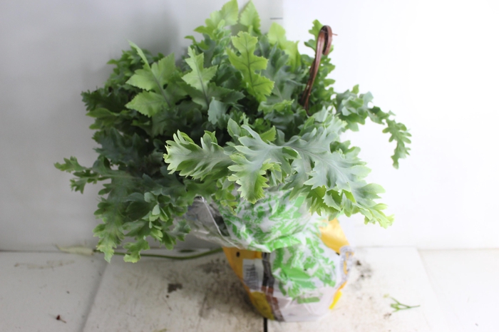 <h4>PHLEBODIUM AUREUM DAVANA C21</h4>