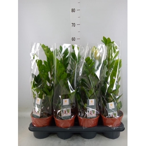 Zamioculcas zamiifolia