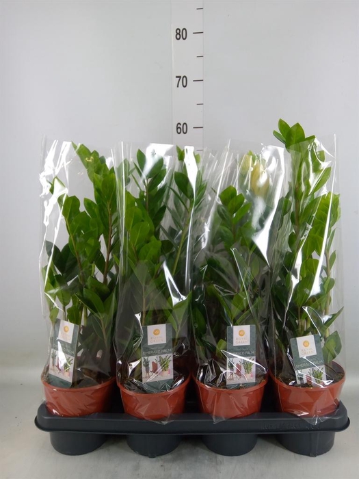 <h4>Zamioculcas zamiifolia</h4>