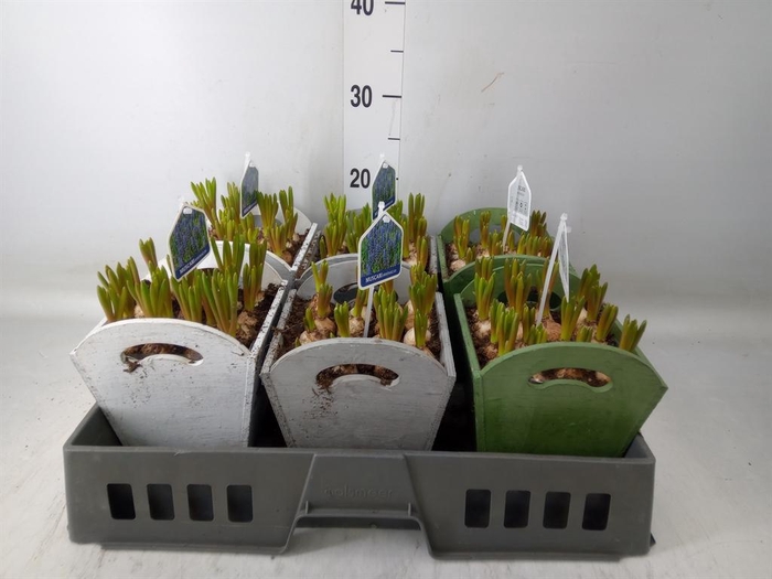 <h4>Arr.  Muscari L%</h4>