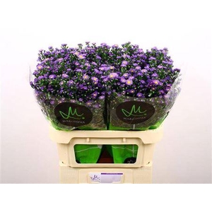 Aster Teeny Tiny Blue