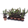 Calat Lancifolia