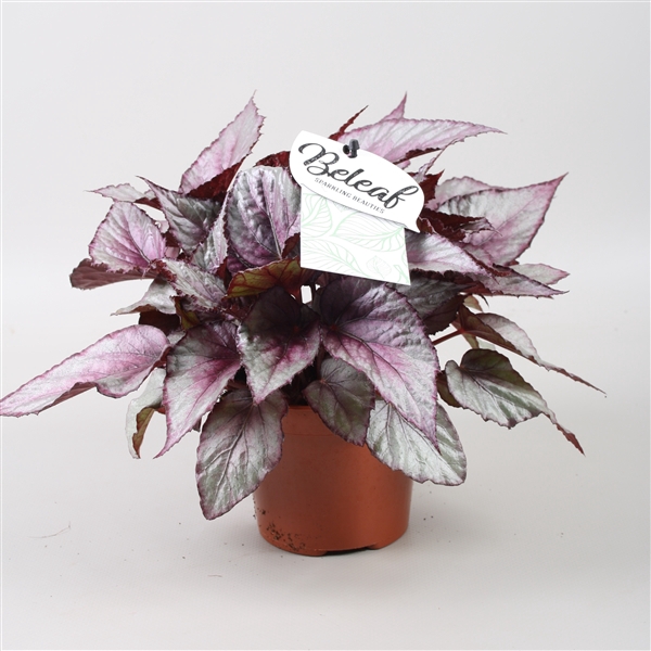 <h4>Begonia blad Beleaf Maori Haze</h4>