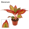 Aglaonema Red Fire 9 cm (Decorum)