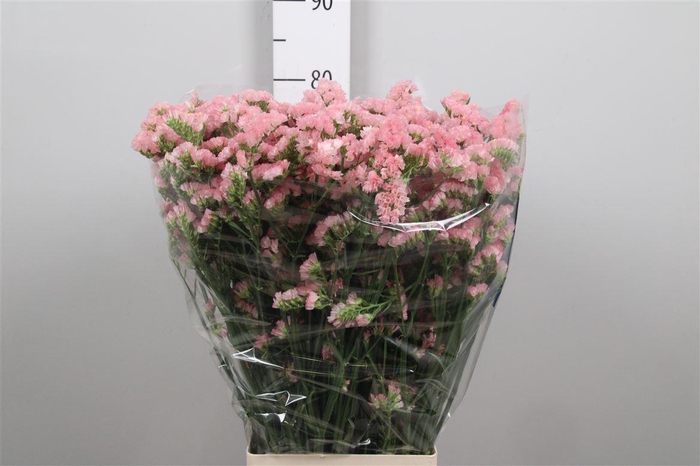 <h4>Lim S Emma Peach+</h4>