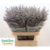 Limonium Misty Blue