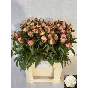 PAEO L GARDENIA