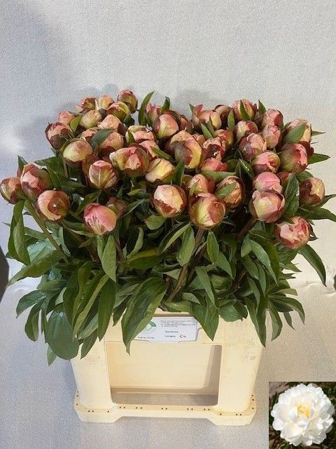 <h4>PAEO L GARDENIA</h4>