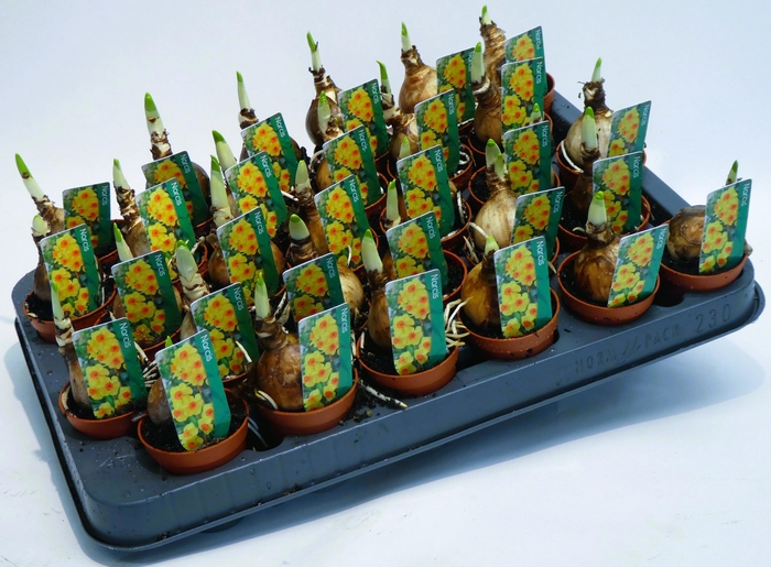 <h4>Narcis Bright day</h4>