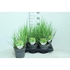 Panicum Vi Heavy Metal