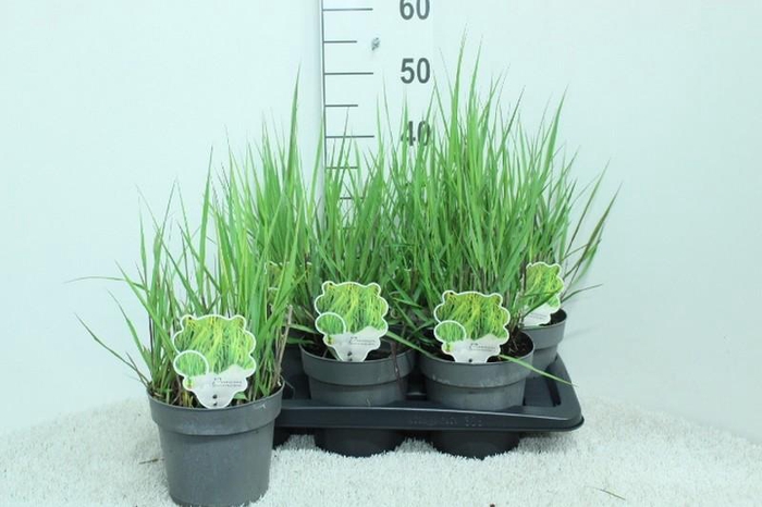 <h4>Panicum Vi Heavy Metal</h4>