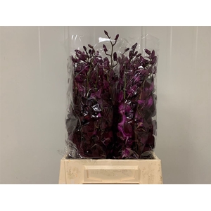 Dendro Black Beauty Sg