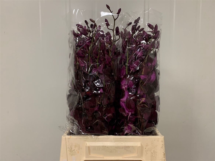 <h4>Dendro Black Beauty Sg</h4>