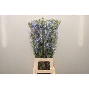 Delph En Ballkleid Pale Blue